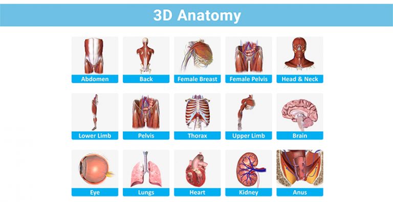 How to Study Anatomy in Medical School 3d