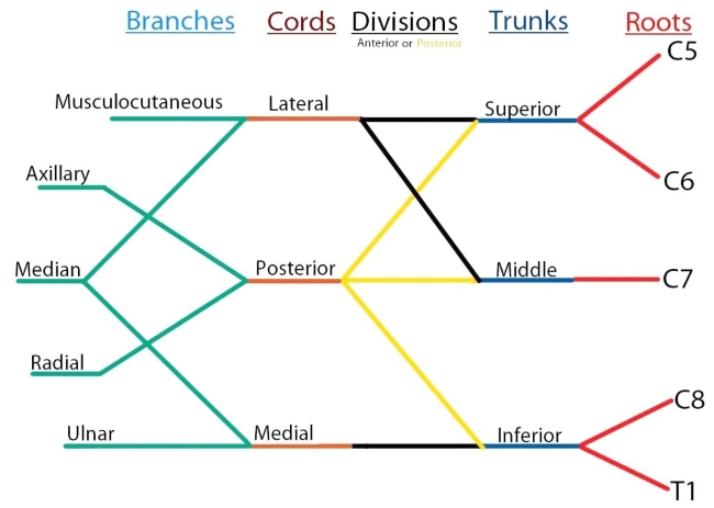 brachial plexus drawing