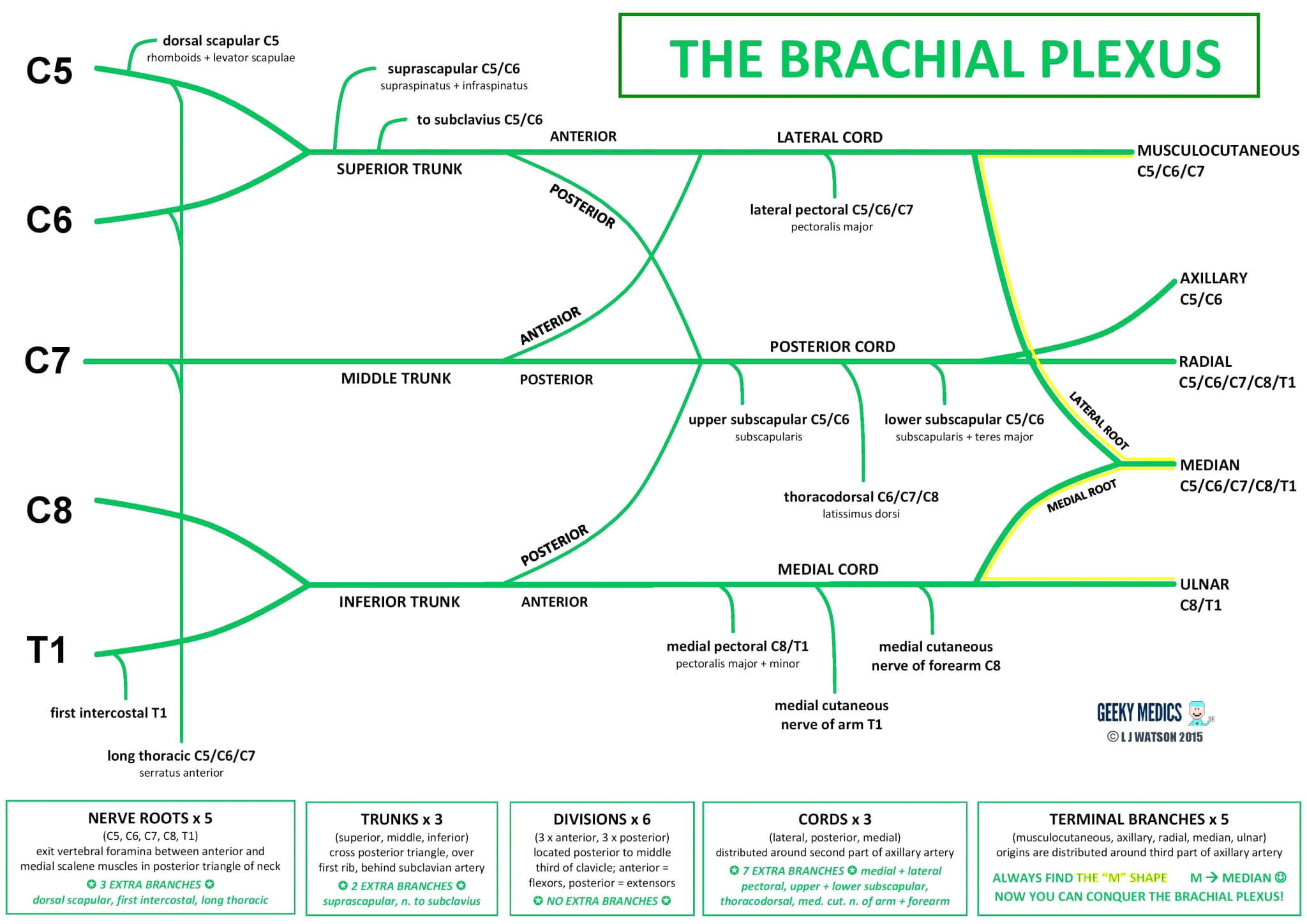 brachial plexus drawing