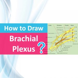 brachial plexus drawing