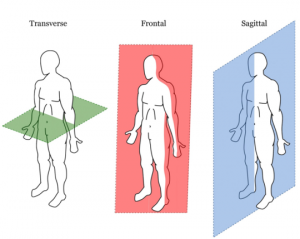 anatomicalplanes