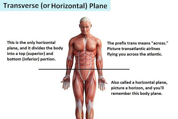 transverse-plane