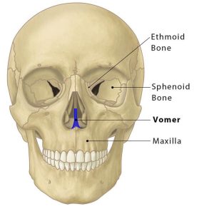 Vomer bone