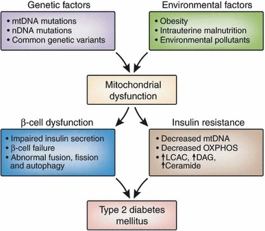 mitochondrial inheritance examples Relationship between mitochondrial dysfunction and type 2 diabetes.