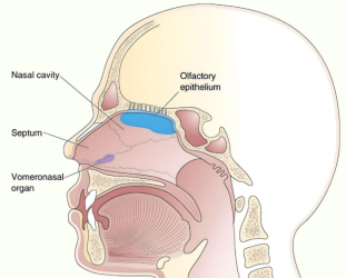 vomeronasal bone