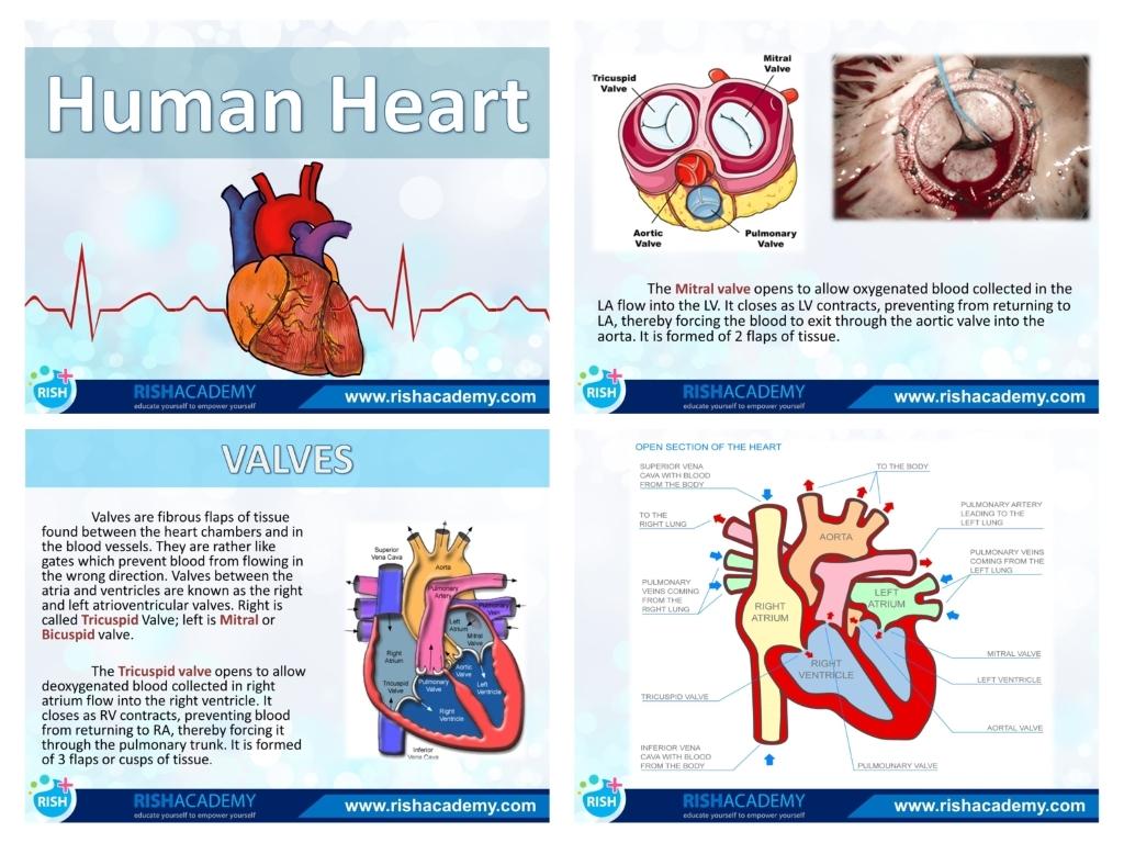 nursing-notes-combo-package-nexqute-7.jpg