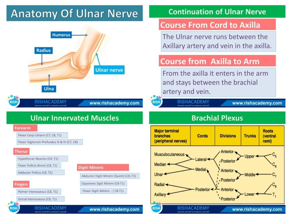 nursing-notes-combo-package-nexqute-8.jpg